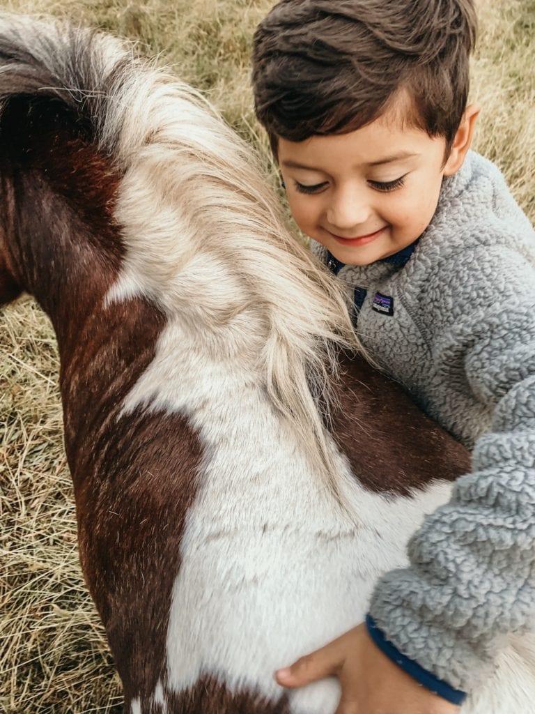 mini horse love, boy and his mini horse, nolan vining, madison vining mini horse